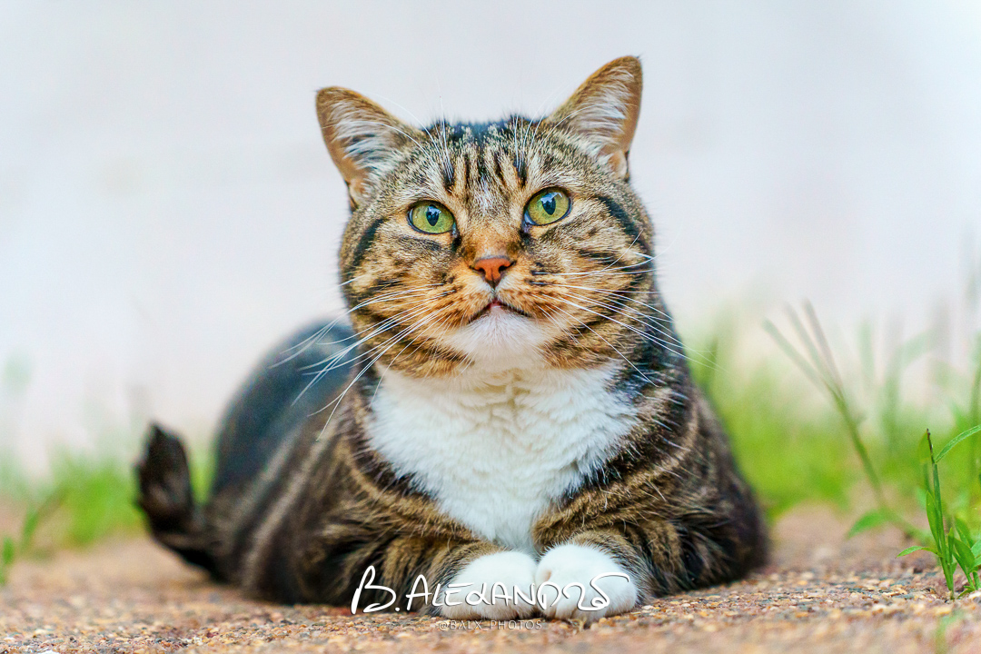 Photo 009 | Bertrand ALEXANDRE – Compagnons